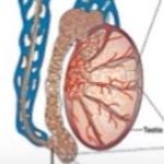 Iomiul simptomelor uterine, prognosticul și tratamentul bolii