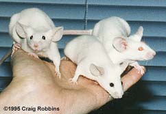 Șoareci, mouse-ul, mouse-ul în apartament, mouse-ul mic, cuiburi, șoareci brownie, daune, pui, număr