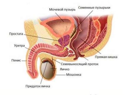 Urina la bărbați (diruzia) tipuri de tulburări și tratamentul lor