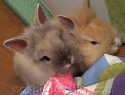 Мої улюблені ушастики - декоративні кролики - наші кролики