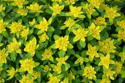 Cultivarea și îngrijirea multifloroasă Euphorbia, foto