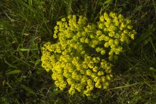 Cultivarea și îngrijirea multifloroasă Euphorbia, foto