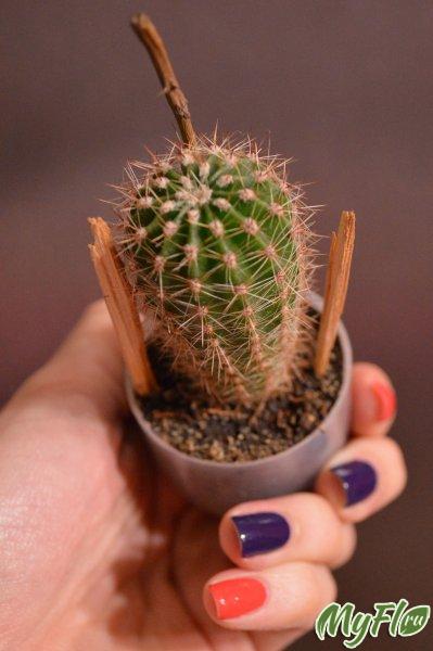 Experimentul meu acasă cu un cactus! )))