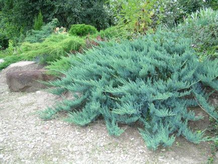 Juniper alpine als - soiuri și reguli de îngrijire