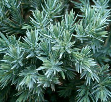 Juniper alpine als - soiuri și reguli de îngrijire