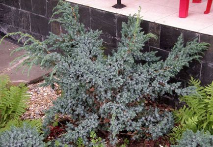 Juniperus chinensis Blue Alps - leírás, telepítési és karbantartási, kerttervezés fotó, videó