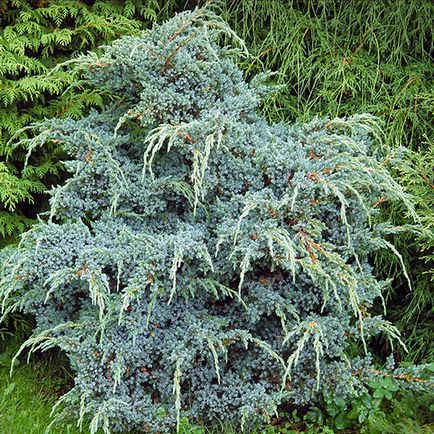 Juniperus chinensis Blue Alps - leírás, telepítési és karbantartási, kerttervezés fotó, videó
