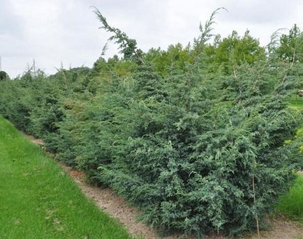 Juniperus chinensis Blue Alps - leírás, telepítési és karbantartási, kerttervezés fotó, videó