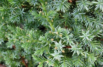 Juniperus chinensis Blue Alps - leírás, telepítési és karbantartási, kerttervezés fotó, videó