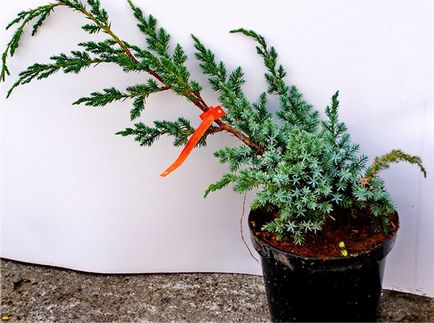 Juniper, alpine chinezești - descriere, plantare și îngrijire, fotografie în design peisagistic, video