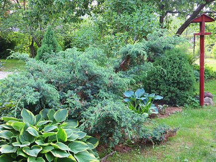 Juniperus chinensis Blue Alps - leírás, telepítési és karbantartási, kerttervezés fotó, videó