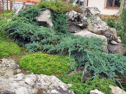 Juniperus chinensis Blue Alps - leírás, telepítési és karbantartási, kerttervezés fotó, videó