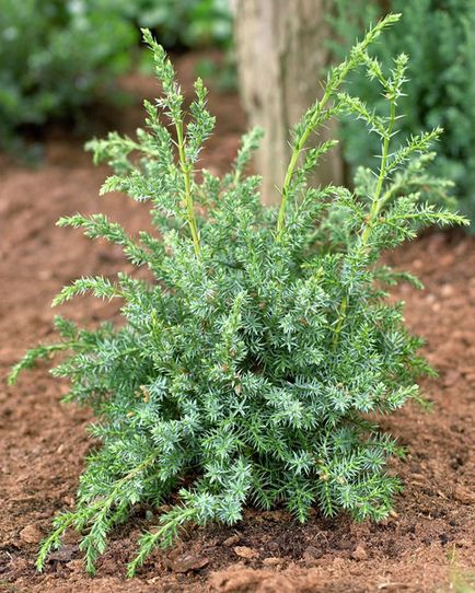 Juniperus chinensis Blue Alps - leírás, telepítési és karbantartási, kerttervezés fotó, videó