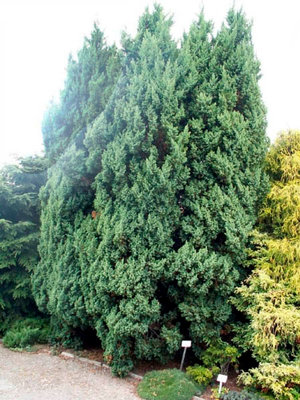 Juniperus chinensis fajták leírása (fotókkal) (boróka) Juniperus chinensis fajták leírása (fotókkal)