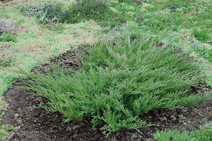 Juniper creeping - plantare și de îngrijire, soiuri de fotografie, descriere, video