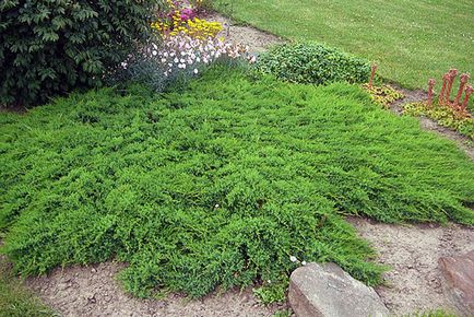 Juniper creeping - plantare și de îngrijire, soiuri de fotografie, descriere, video