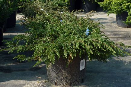 Juniper creeping - plantare și de îngrijire, soiuri de fotografie, descriere, video