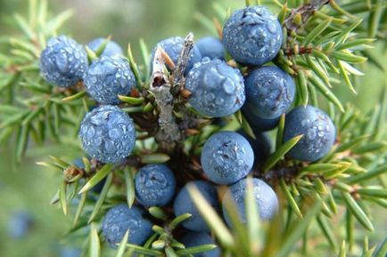 Juniper creeping - plantare și de îngrijire, soiuri de fotografie, descriere, video