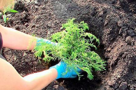 Ялівець стелеться - посадка і догляд, фото сортів, опис, відео