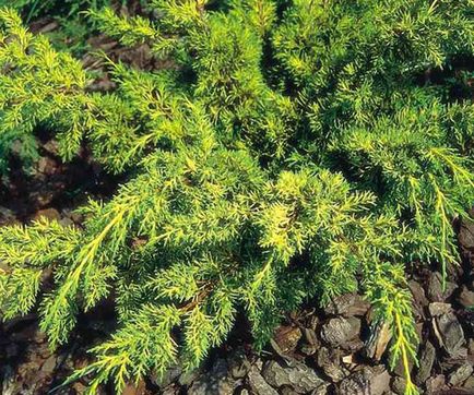 Juniper creeping - plantare și de îngrijire, soiuri de fotografie, descriere, video