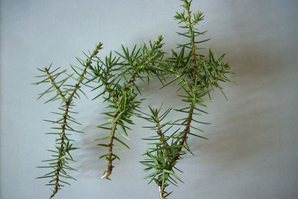 Juniper creeping - plantare și de îngrijire, soiuri de fotografie, descriere, video