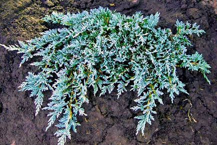 Juniper creeping - plantare și de îngrijire, soiuri de fotografie, descriere, video