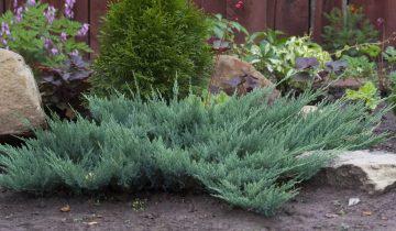 Juniper târâtoare plantare și de îngrijire, soi, fotografie