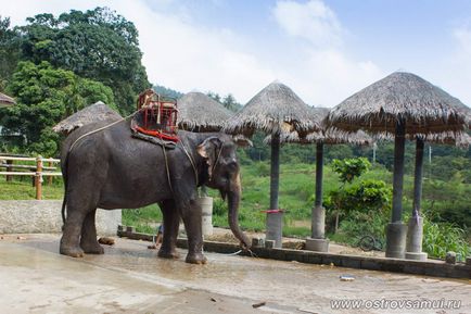 Namuang safari parc - Namuang safari parc, insula Koh Samui