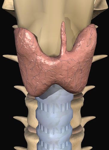 Tratamentul popular al bolilor endocrine