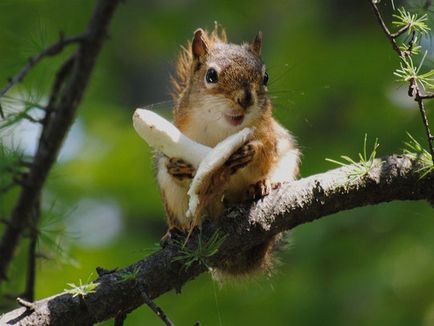 Insecte care se hrănesc cu ciuperci sau trăiesc în ciuperci