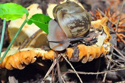 Insecte care se hrănesc cu ciuperci sau trăiesc în ciuperci