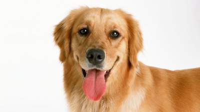 Cele mai frumoase rase de câini sunt numite
