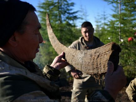 Exploatarea ilegală a colților mamut, mai proaspete - cel mai bun Runet pentru zi!