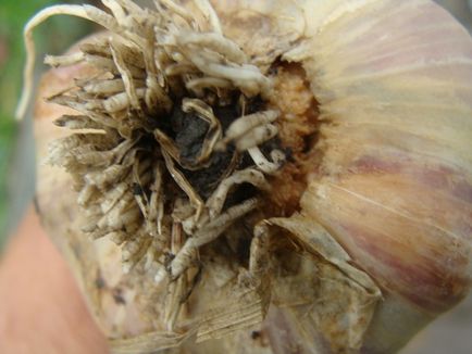 Nematode - dăunător de usturoi - grădini din Siberia