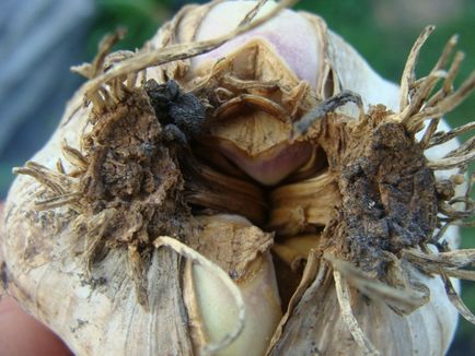 Nematode - dăunător de usturoi - grădini din Siberia