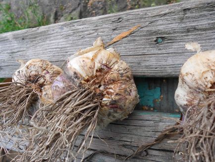 Nematode - dăunător de usturoi - grădini din Siberia