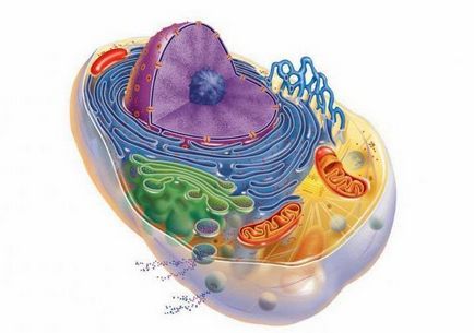 Structura și funcțiile organoidelor non-membrane