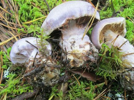 Незвичайний гриб павутинник фіолетовий