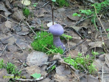 Незвичайний гриб павутинник фіолетовий