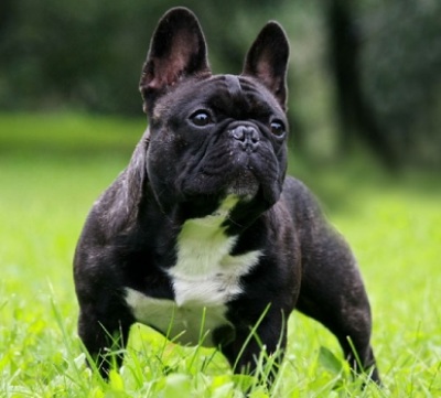 Számos szabályai képzés az észt hound - Dog Training Portal