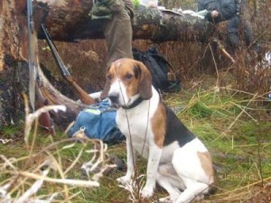 Mai multe reguli pentru instruirea portughezului beagle estonian - canisa