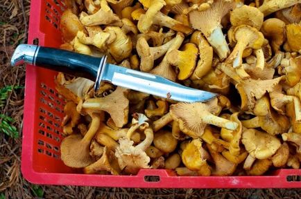 Подобається гриб лисичка заготовка на зиму може бути різною