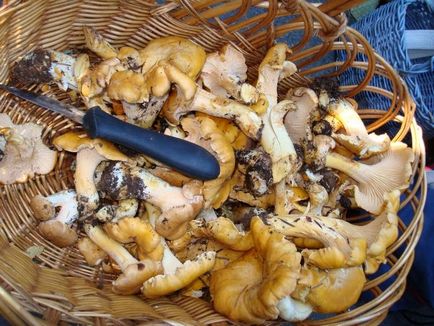 Подобається гриб лисичка заготовка на зиму може бути різною