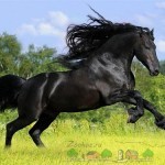 Преглед на Friesian коне, описание, снимки и видео