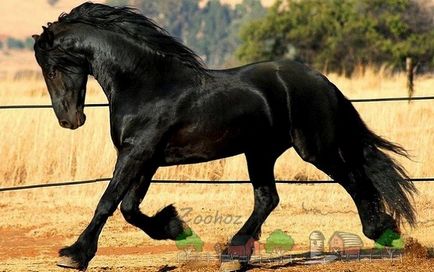 Преглед на Friesian коне, описание, снимки и видео