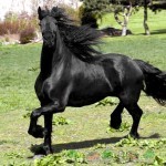 Преглед на Friesian коне, описание, снимки и видео