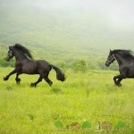 Prezentare generală a rasei frizilor de cai, descrierea, videoclipurile și fotografiile