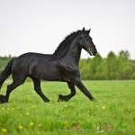 Преглед на Friesian коне, описание, снимки и видео