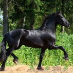 Огляд фризької породи коней, її опис, відео та фото