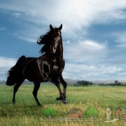Преглед на Friesian коне, описание, снимки и видео